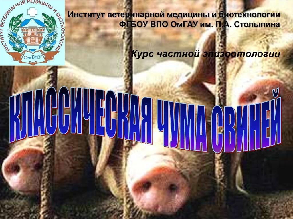 Чума свиней: вакцина, инструкция по применению, противопоказания и побочные эффекты