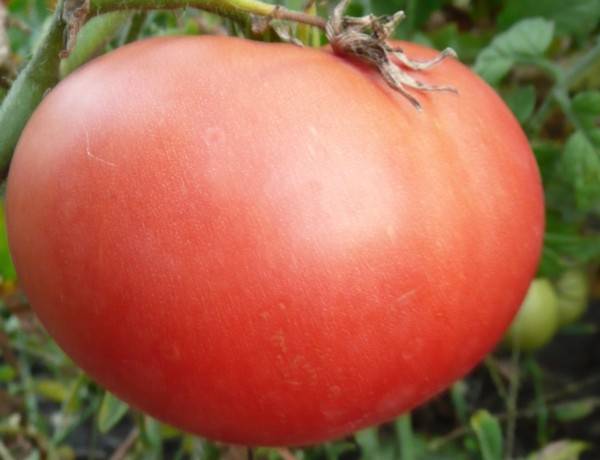 Лучшие сорта томатов: полный обзор
