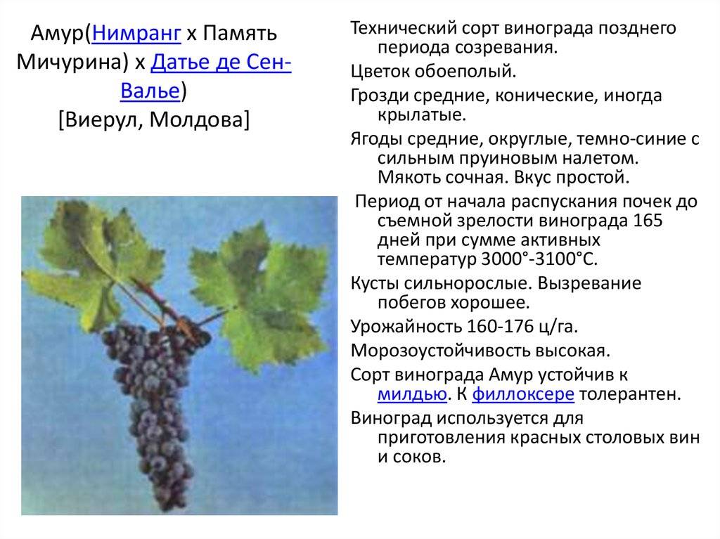 Виноград мукузани: описание сорта, правила агротехники