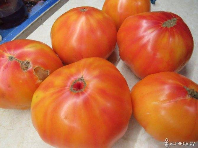 Сорт томатов «монастырская трапеза»: отзывы, фото, урожайность