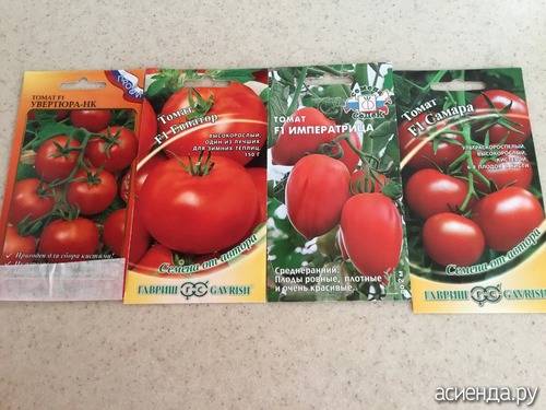 Характеристика и описание томата увертюра, выращивание помидоров в открытом грунте и теплице