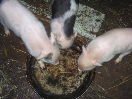 Что можно давать свиньям?