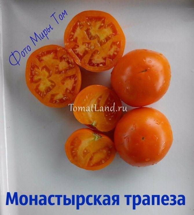 Описание сорта с фото и урожайность томатов “дар заволжья”