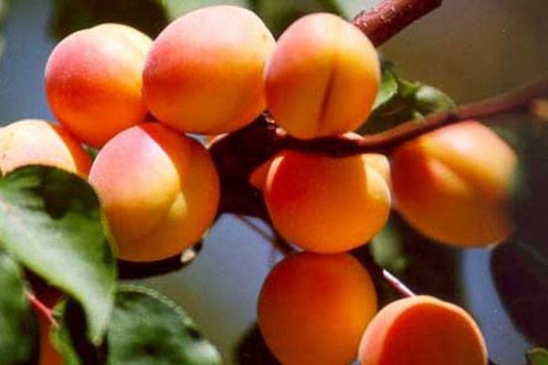 Лучшие сорта абрикоса для краснодарского края с фото и описанием