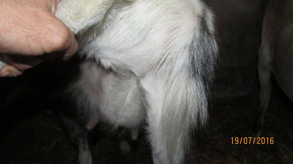 Как доить козу: рекомендации начинающим козоводам