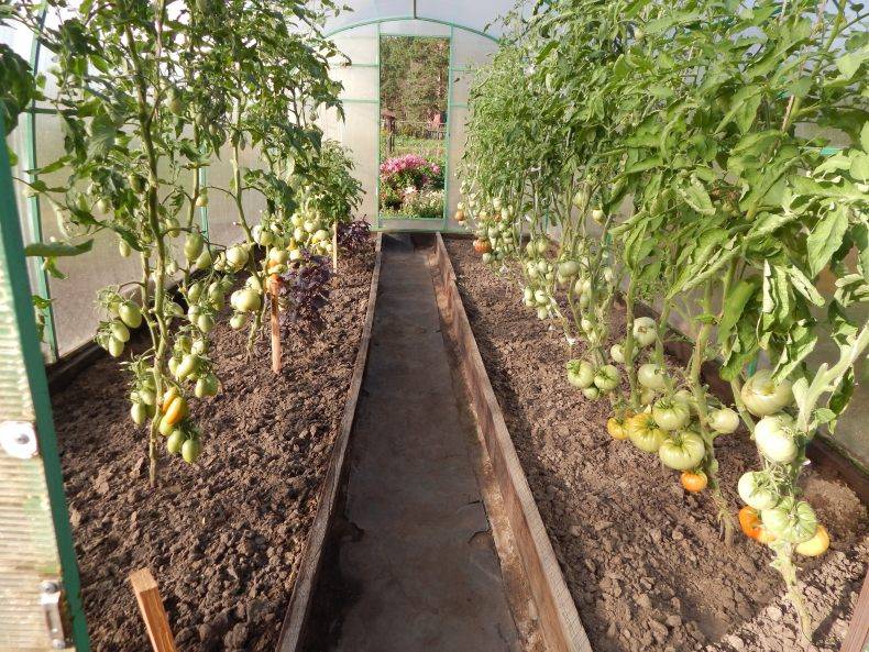 Правильный уход за помидорами в теплице