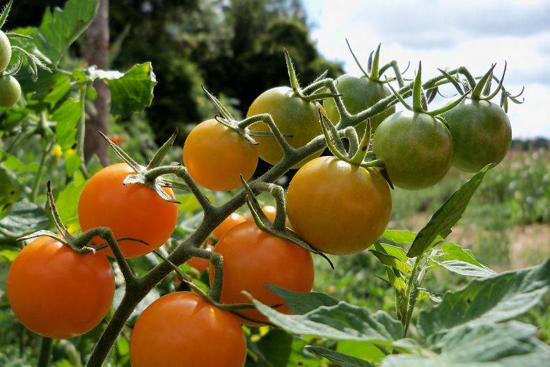 Лучшие сорта томатов для сибири и урала | tomatland.ru
