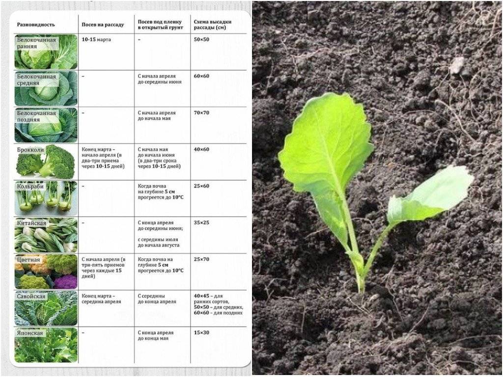 Как правильно выращивать белокочанную капусту: посадка и уход