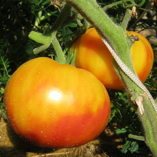 Гибриды тарасенко (разные) - сорта томатов - tomat-pomidor.com - форум