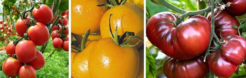 Самые лучшие и урожайные сорта томатов для открытого грунта и теплиц урала