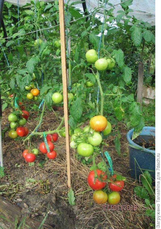 Томат иваныч: отзывы, фото, урожайность, описание и характеристика сорта | tomatland.ru