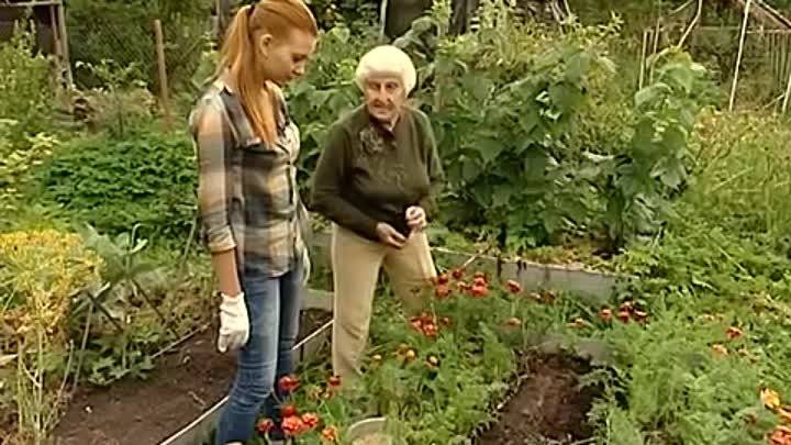 Как вырастить помидоры галина кизима