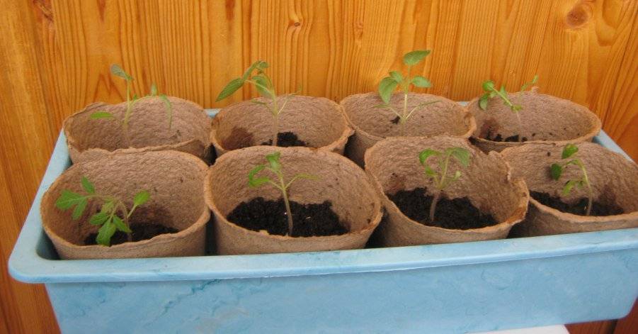 Выращивание рассады в торфяных горшочках - агро портал