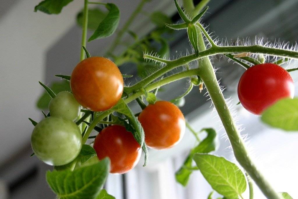 Как посадить и вырастить на подоконнике помидоры черри из семян дома в горшке