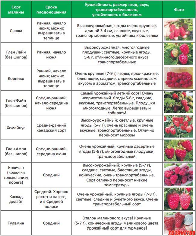 Когда созревает малина: сроки и признаки, как зависит от сорта, когда спеет лесная ягода в россии, время созревания ранней ягоды и сезон сбора урожая