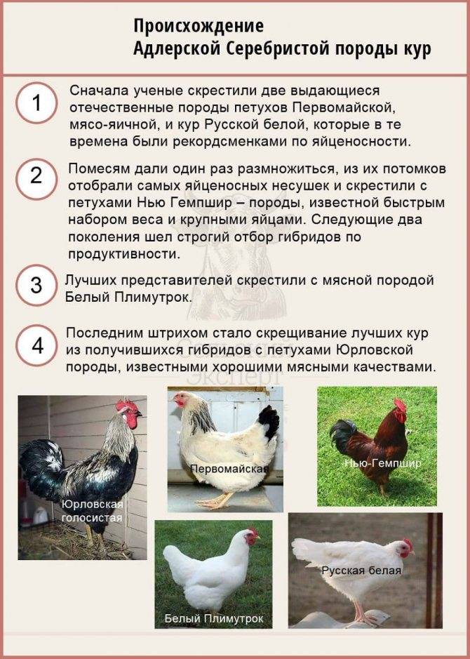 Русские белые куры: описание, характеристики, кормление и разведение