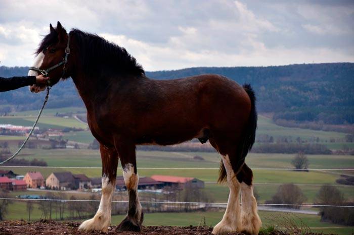Лошади шайр: порода в россии, фото, описание