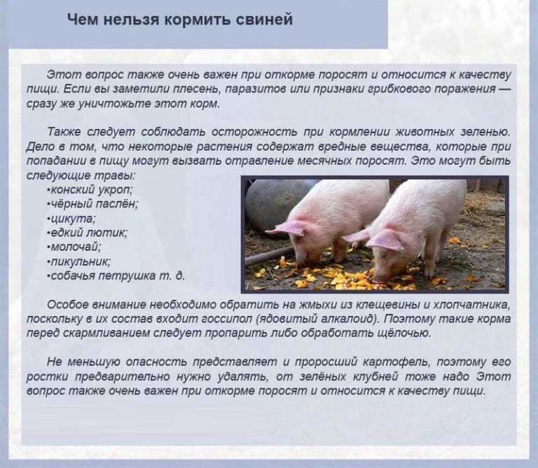 Кормление свиней | горох в рационах свиней