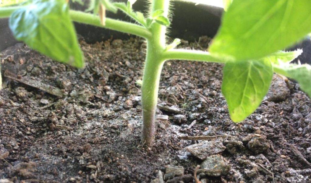 Почему появляется «черная ножка» у рассады томатов и что можно сделать