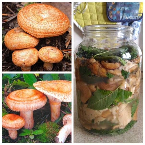 Засолка волнушек на зиму холодным способом: рецепты, фото и видео соления грибов
