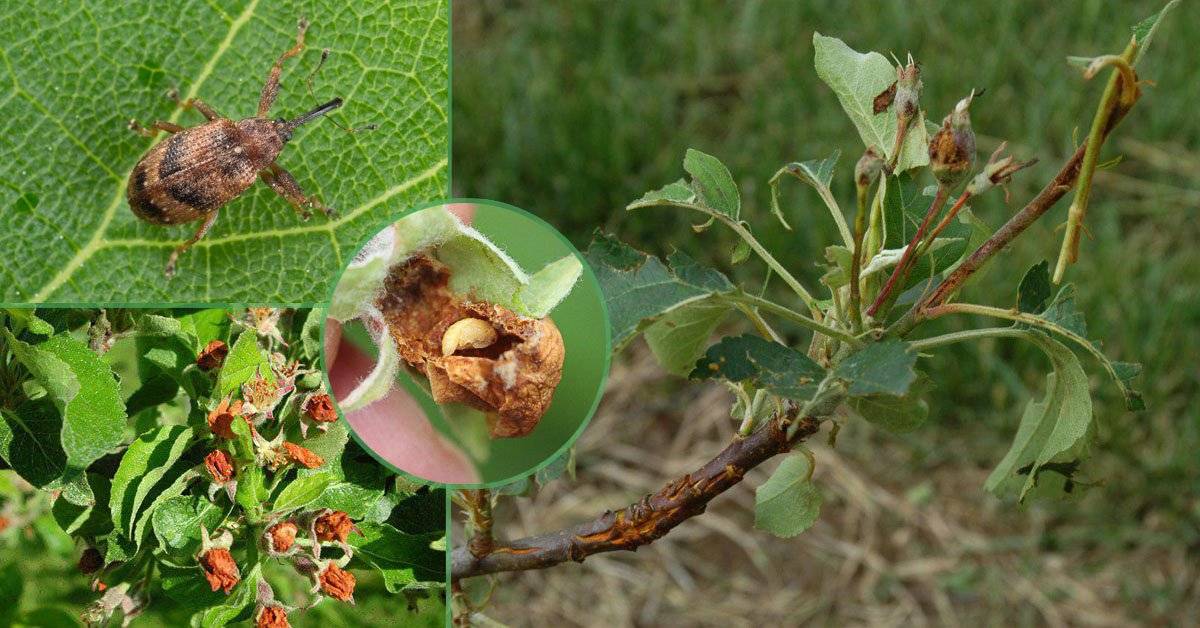 Яблоневый цветоед – борьба с долгоносиком, эффективные препараты