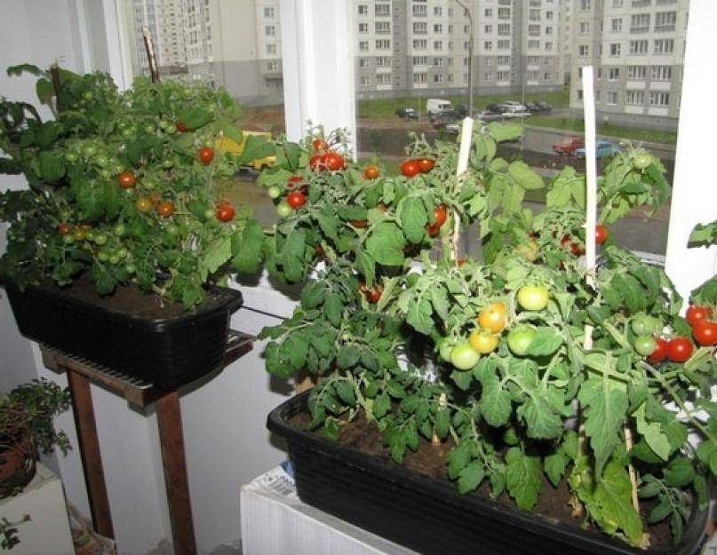 Как вырастить помидоры на балконе: фото и пошаговая инструкция по выбору места и размера горшка, по посадке томатов семенами и рассадой, по уходу в домашних условиях