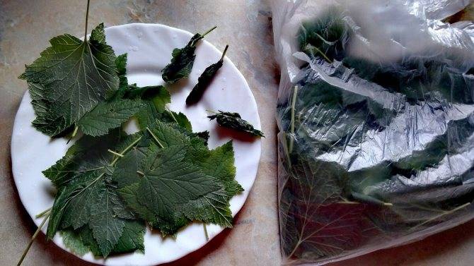 Когда собирать листья малины: благоприятные дни, таблица, для чая, для сушки, на зиму, как сушить, сроки