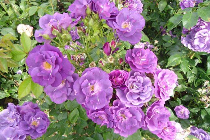 Роза флорибунда blue for you (блю фор ю): фото и описание, отзывы