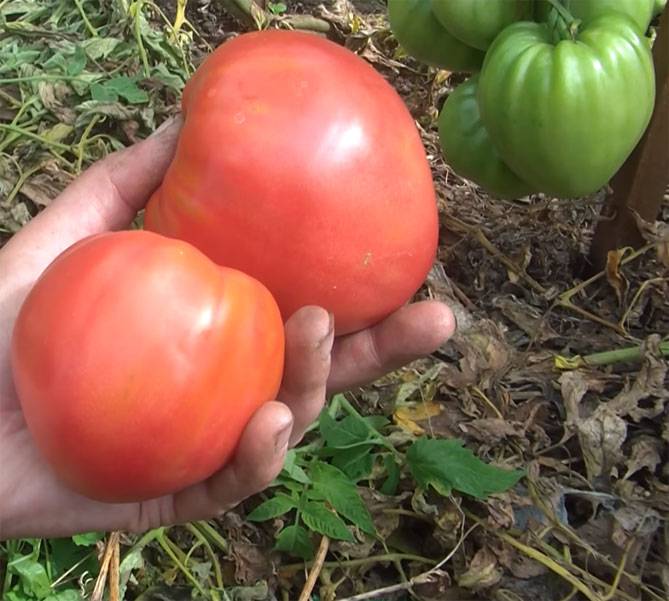 Как вырастить на даче томат «мазарини» — инструкция от подготовки семян до сбора урожая