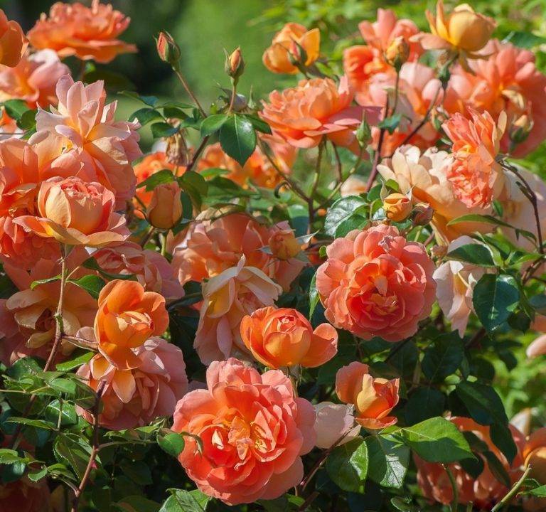 6 пионовидных кустовых роз: сорта и названия
