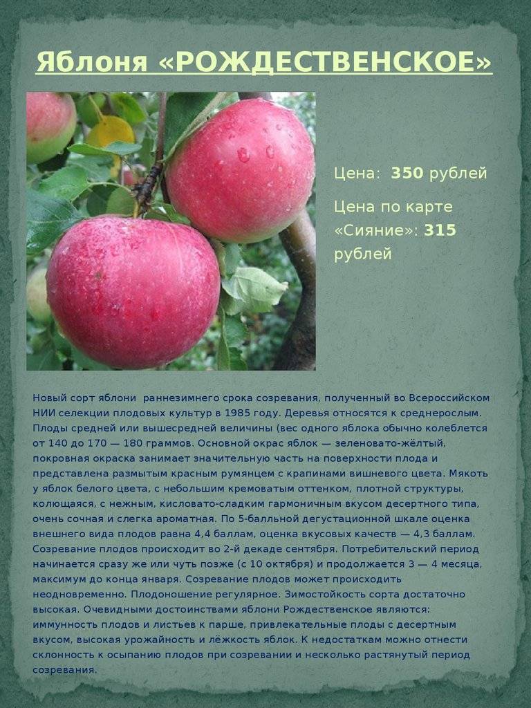 Лучшие сорта яблонь для южных регионов описание сортов