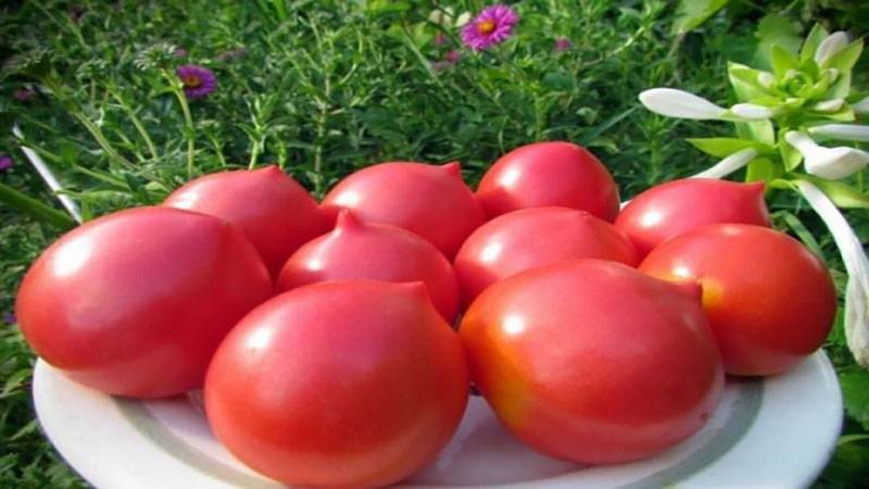 Томат сызранская пипочка: отзывы об урожайности, характеристика и описание сорта, фото помидоров