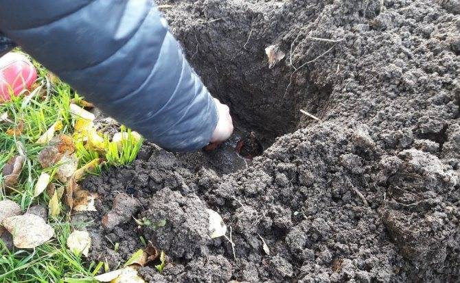 Можно ли сеять капусту под зиму и как правильно это делать, особенности и преимущества позднего посева
