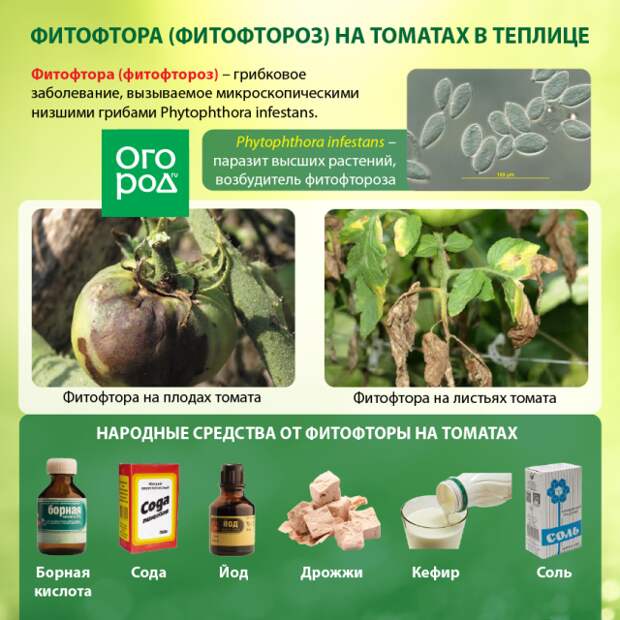 Фитофтора на помидорах: как бороться, описание и лечение болезни с фото