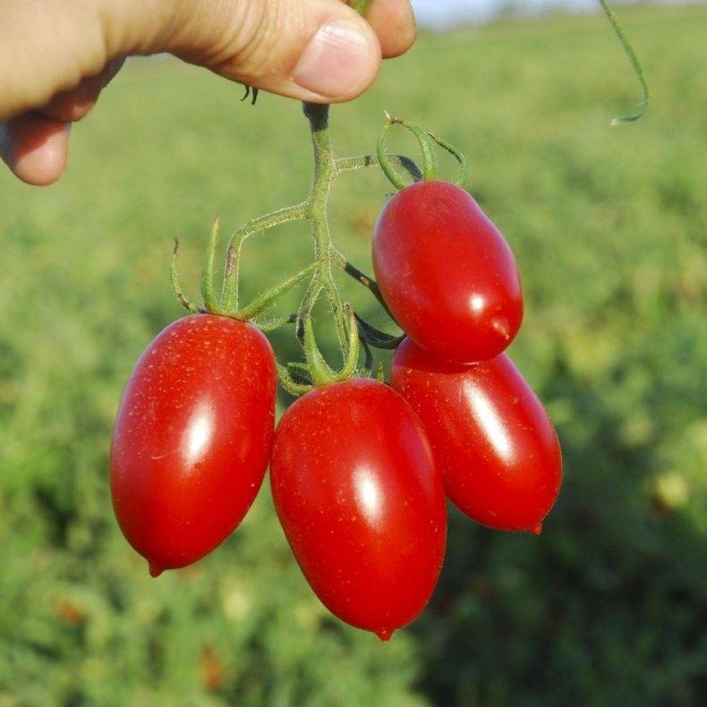 64 лучших сорта томатов на 2021 год: рейтинг с отзывами и фото