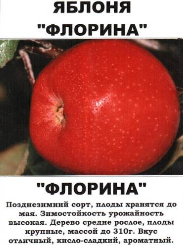 Яблоня куйбышевское: особенности сорта и ухода