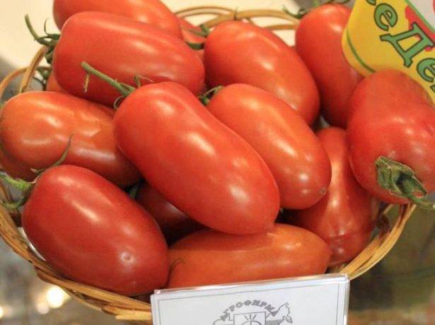 Низкорослые сорта томатов для открытого грунта: ранние, урожайные, крупноплодные для подмосковья, сибири, урала