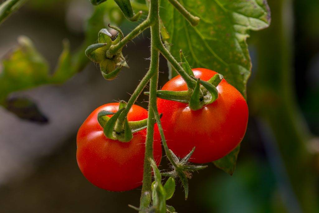Томат марьина роща: урожайность и характеристика сорта
