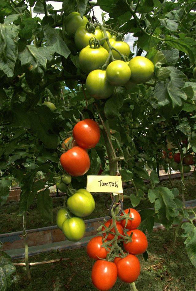 Голландский тепличный плод — томат толстой f1: описание сорта, отзывы дачников