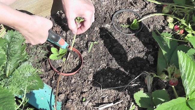 Размножение клубники усами весной и осенью: видео, как правильно рассадить и развести клубнику усами