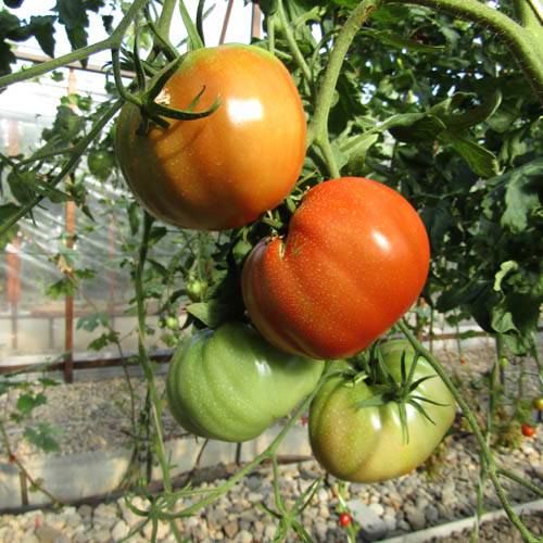 Бычки минусинские: эффектные томаты с ярким вкусом. описание и секреты культивирования