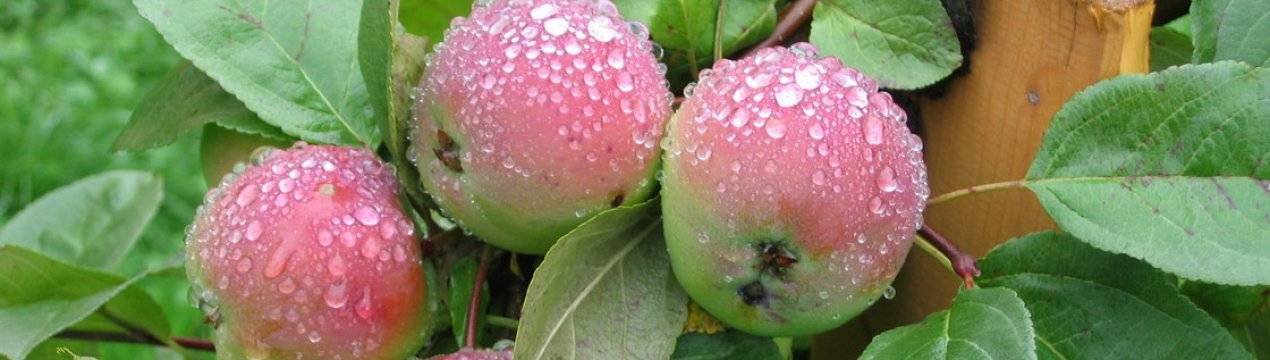 Яблоня свежесть: описание и основные характеристики сорта