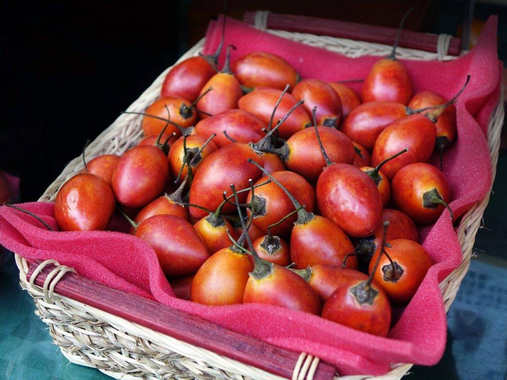 Тамарилло (томатное дерево): полезные свойства фрукта, где, как растет, состав, калорийность, противопоказания, применение в кулинарии