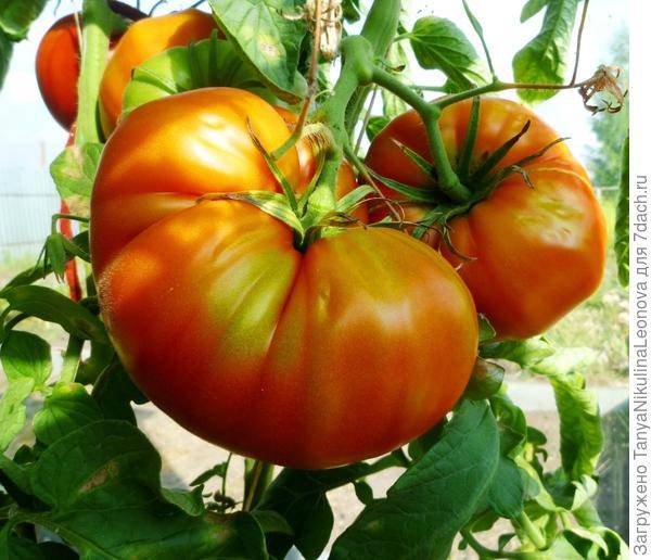 Описание сорта томата циндао, его урожайность и выращивание