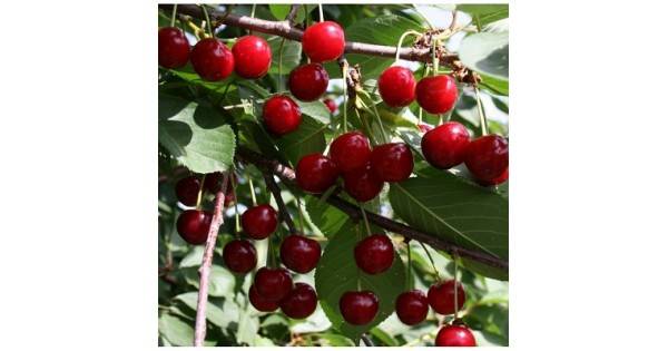 Описание сорта вишни Краса Севера и характеристики плодов и дерева, выращивание