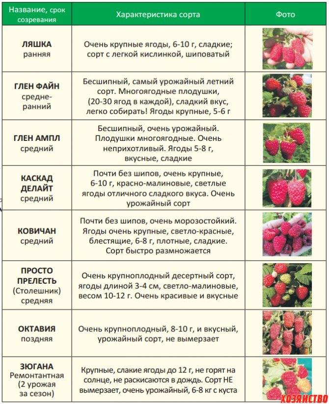 Описание и характеристики вишни сорта изобильная, преимущества и недостатки, выращивание