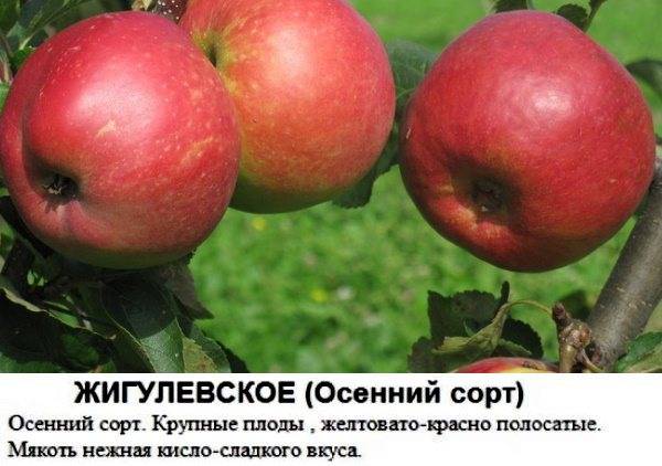 Подробное описание сорта яблони жигулевское