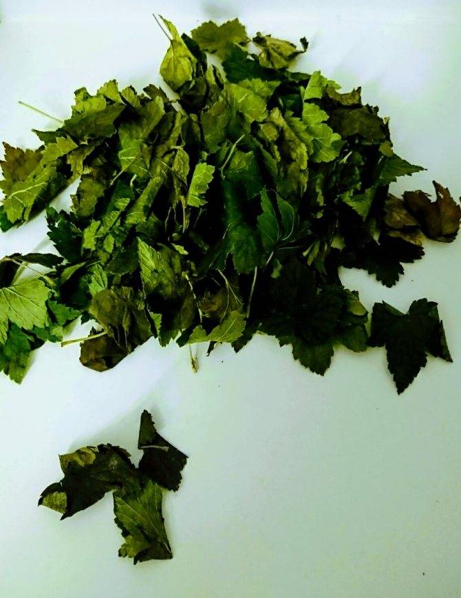Когда собирать листья смородины для чая: руководство для новичка. как заготовить листья смородины для чая