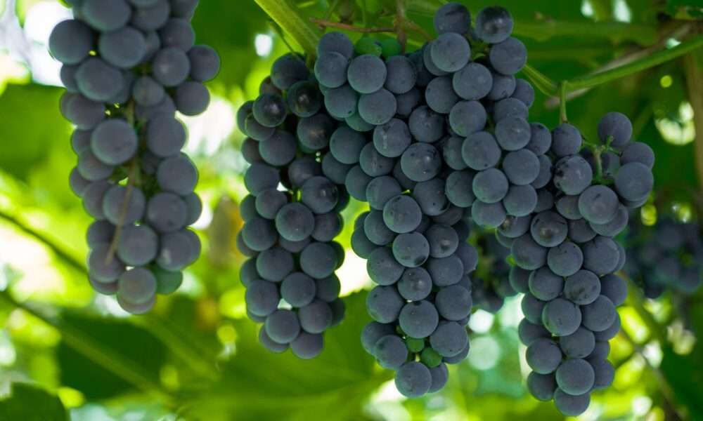 Виноград юлиан: императорский десерт. особенности посадки и выращивания сорта