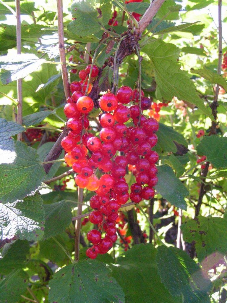 Смородина красная натали: описание сорта красной смородины, выращивание - посадка и уход